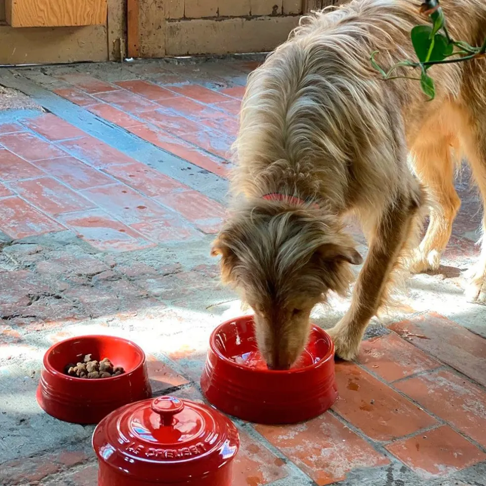 Bol cerámico para mascotas Le Creuset