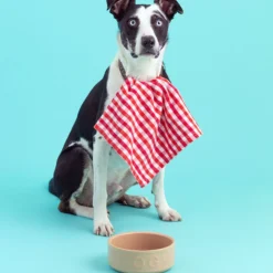 Bol cerámico para perros y mascotas Mason Cash