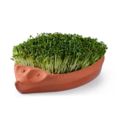 Germinador para semillas de terracota Römertopf
