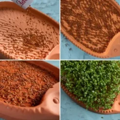 Germinador para semillas de terracota Römertopf