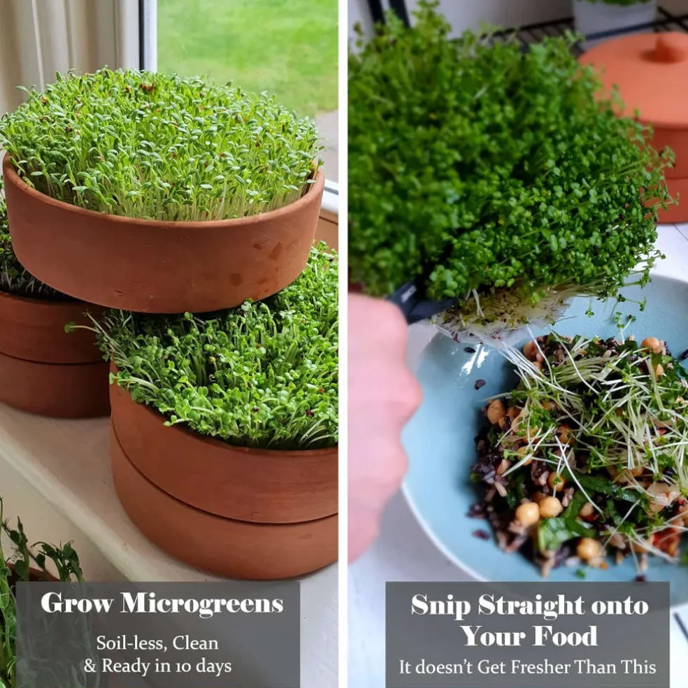 Tarro germinador Germilife